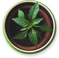 potted-plant-1-1